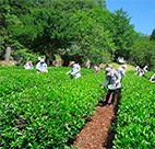 お茶摘み農業体験